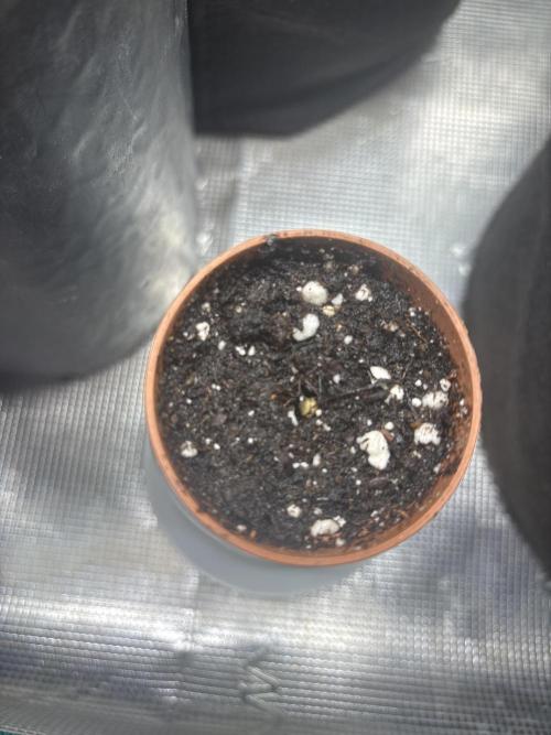 Pineapple juice 🍍🍍🍍. Week 0