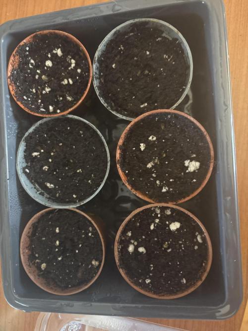 Pineapple juice 🍍🍍🍍. Week 0