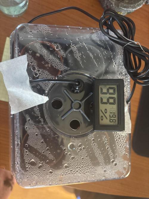 Pineapple juice 🍍🍍🍍. Week 0