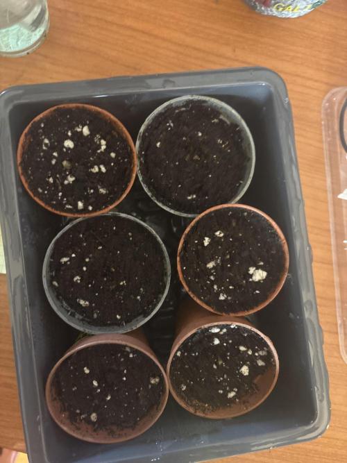 Blue dreams🌈. Week 0