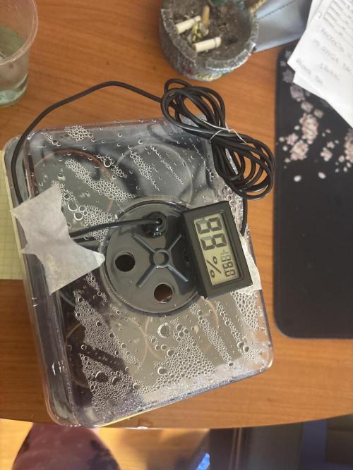 Blue dreams🌈. Week 0