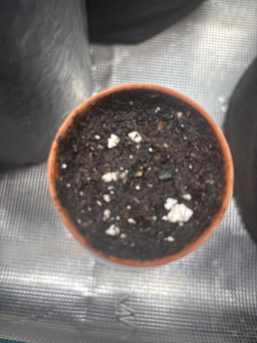 My dinner coffe☕️. Week 0