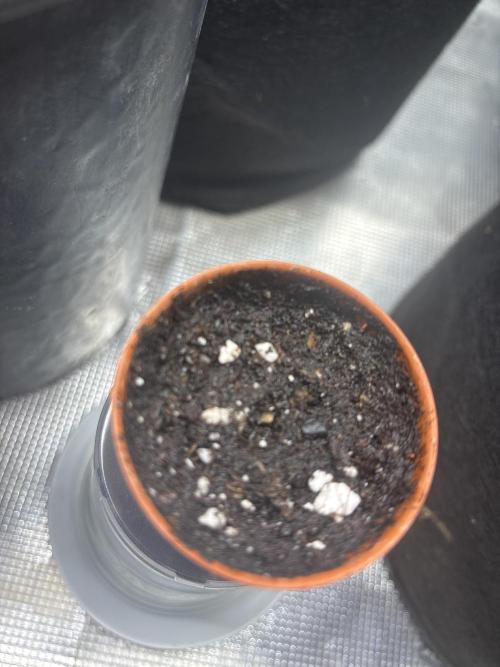 My dinner coffe☕️. Week 0