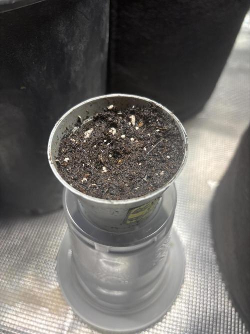 Gg#4 good lady❤️. Week 0