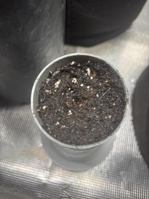 Gg#4 good lady❤️. Week 0