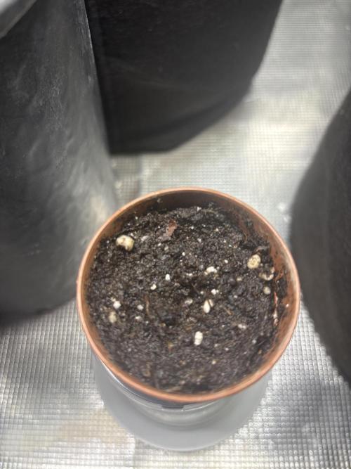 Apple fritter auto indoor. Week 0