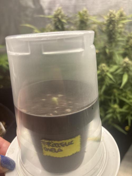 Apple fritter auto indoor. Week 0