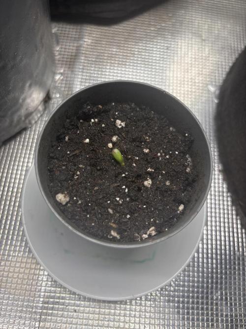 Apple fritter auto indoor. Week 0