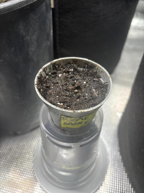 Purple haze indoor. Week 0