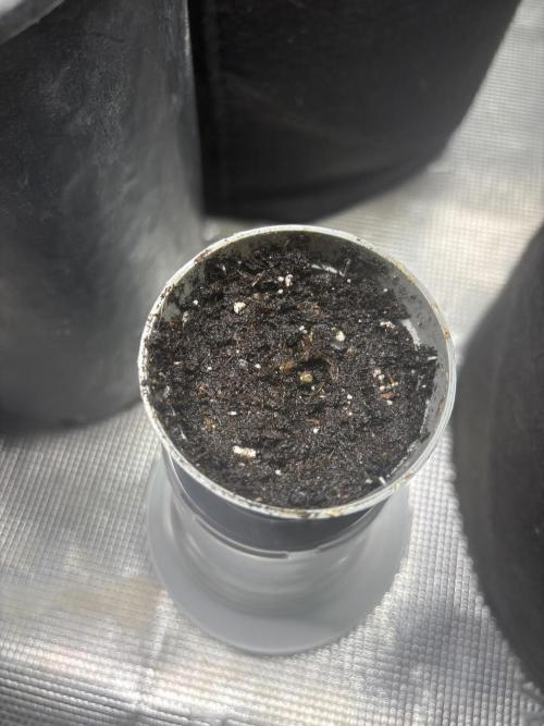 Purple haze indoor. Week 0