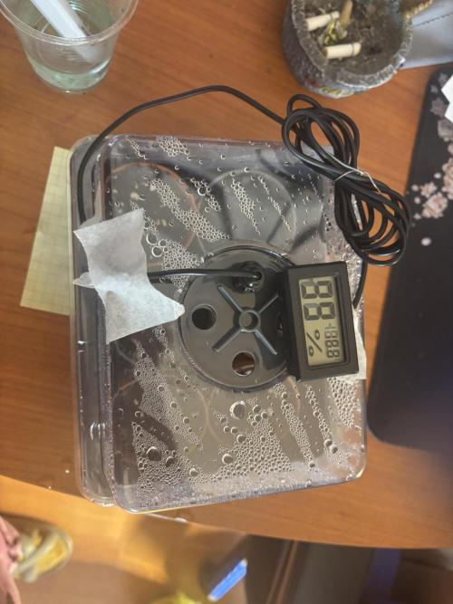 Purple haze indoor. Week 0