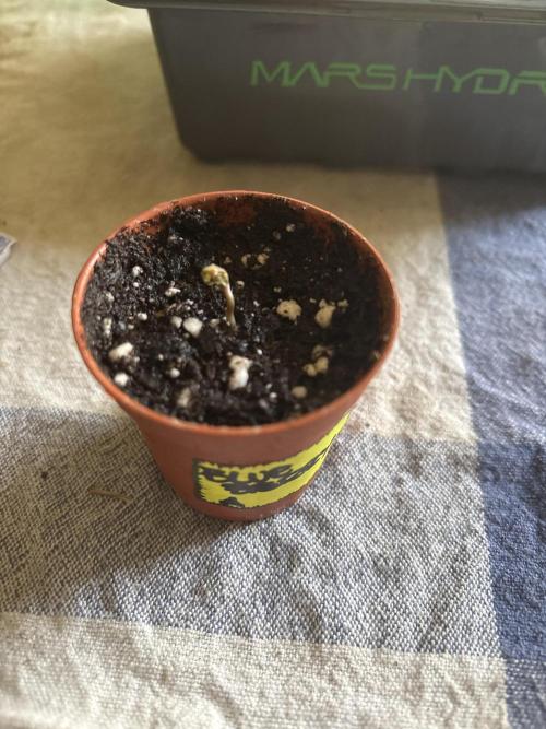 Blue dreams🌈. Week 0