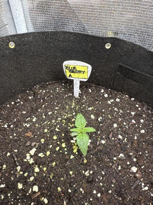 Blue dreams🌈. Week 1