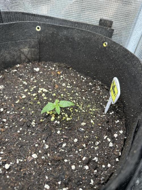 Blue dreams🌈. Week 1