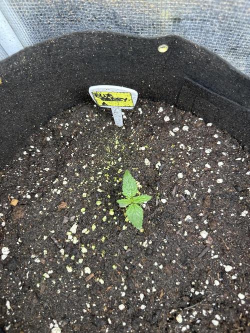 Blue dreams🌈. Week 1