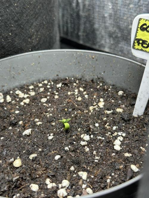 Gg#4 good lady❤️. Week 1