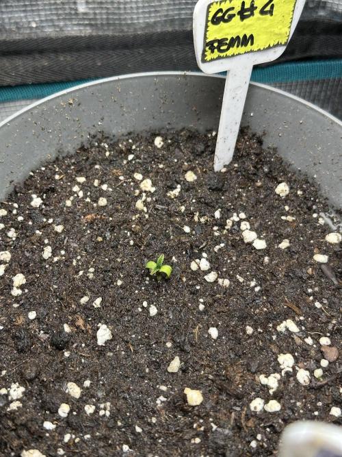 Gg#4 good lady❤️. Week 1