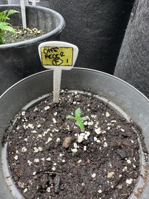 My dinner coffe☕️. Week 1