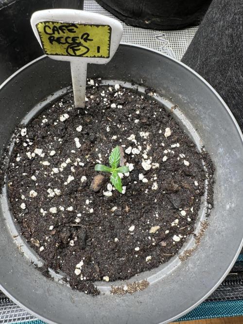 My dinner coffe☕️. Week 1