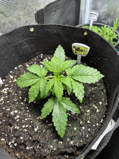 Blue dreams🌈. Week 2