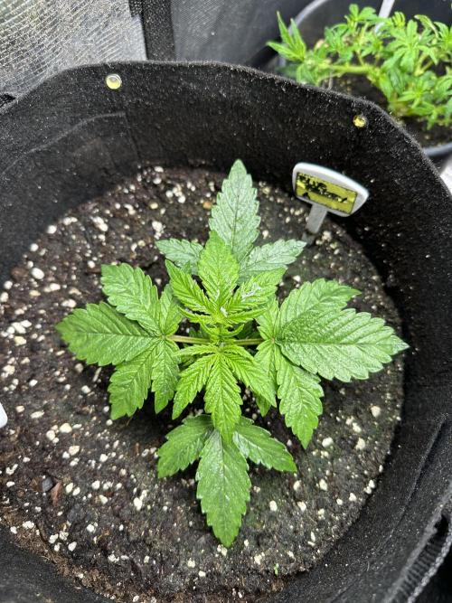 Blue dreams🌈. Week 2