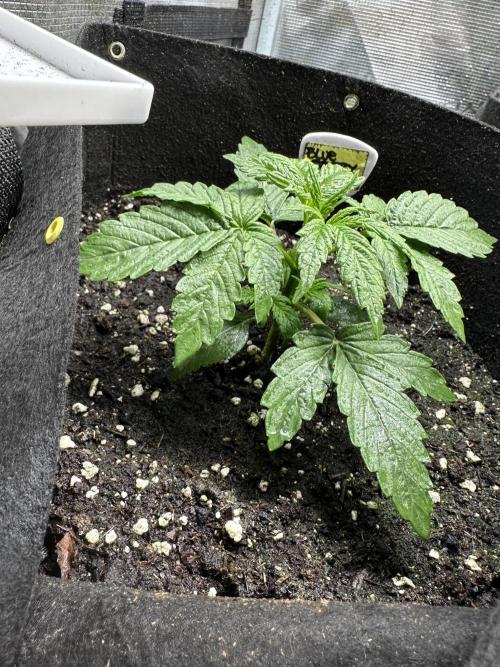 Blue dreams🌈. Week 2