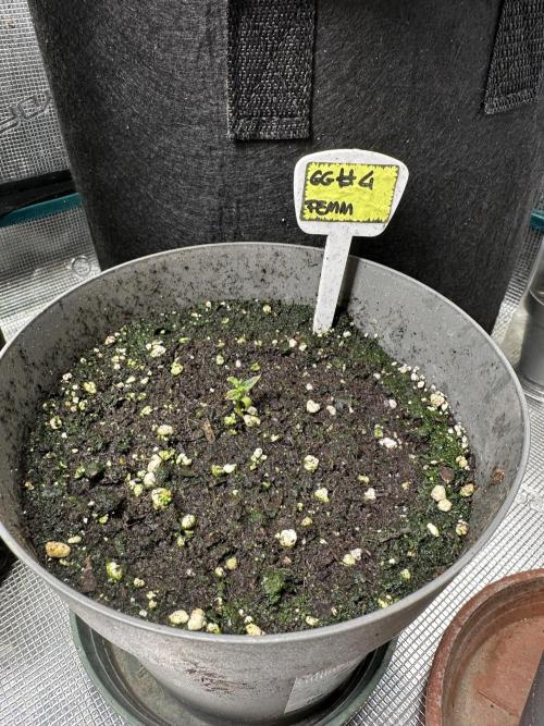 Gg#4 good lady❤️. Week 2