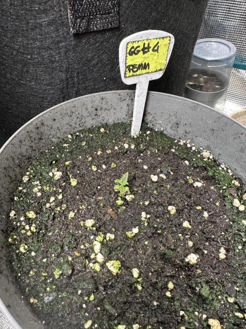 Gg#4 good lady❤️. Week 2