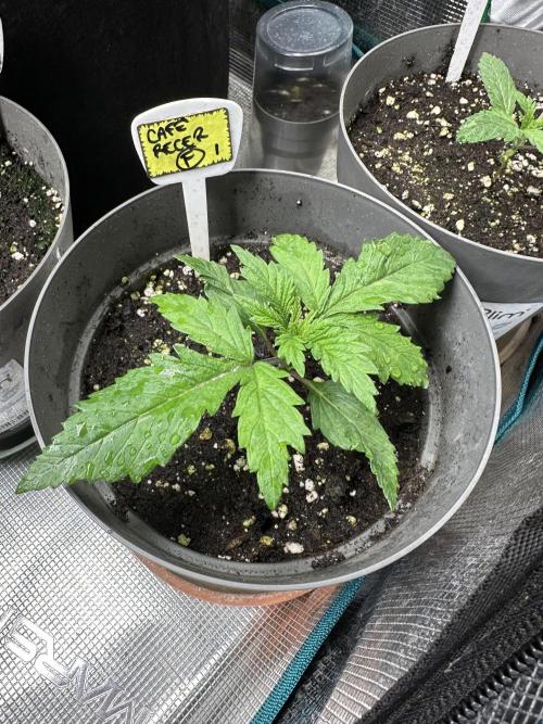 My dinner coffe☕️. Week 2