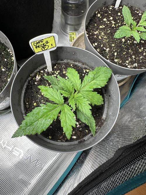 My dinner coffe☕️. Week 2