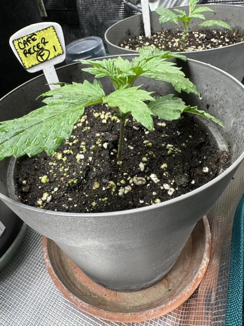 My dinner coffe☕️. Week 2