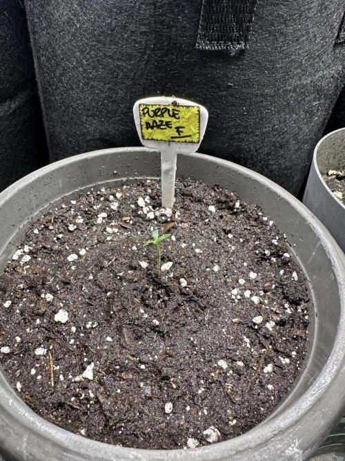 Purple haze indoor. Week 1