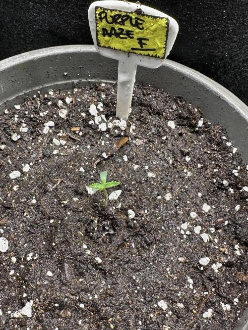 Purple haze indoor. Week 1