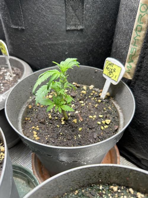 My dinner coffe☕️. Week 3