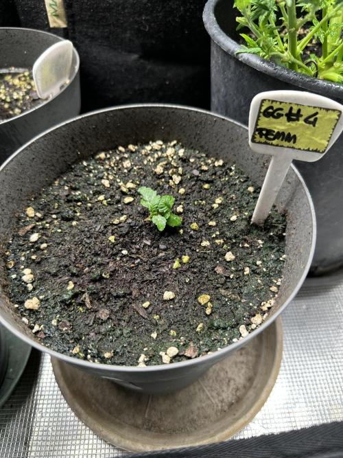 Gg#4 good lady❤️. Week 3