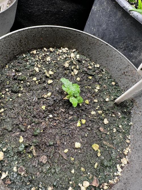 Gg#4 good lady❤️. Week 3