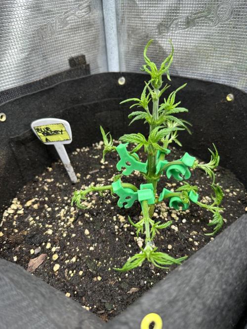 Blue dreams🌈. Week 3