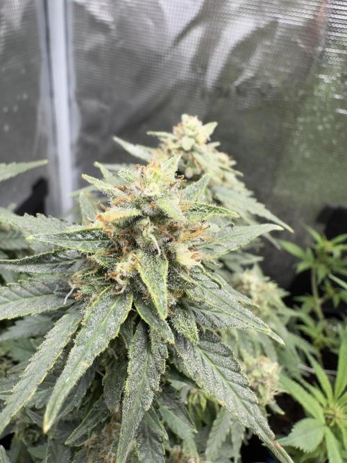 PinhaColada. Week 19