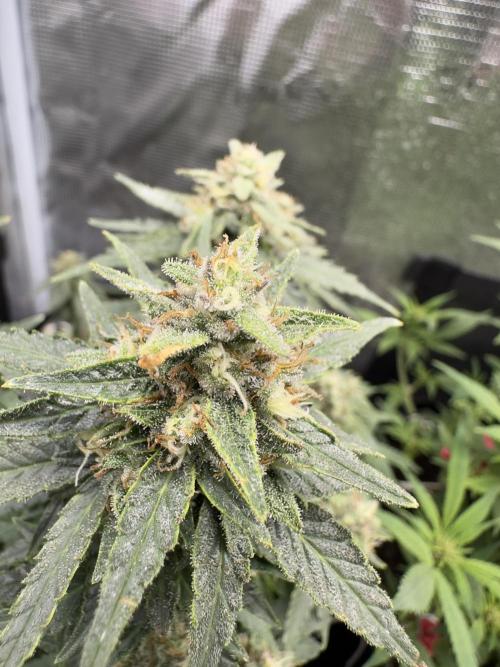 PinhaColada. Week 19