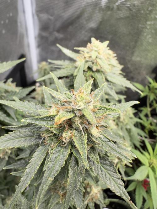 PinhaColada. Week 19