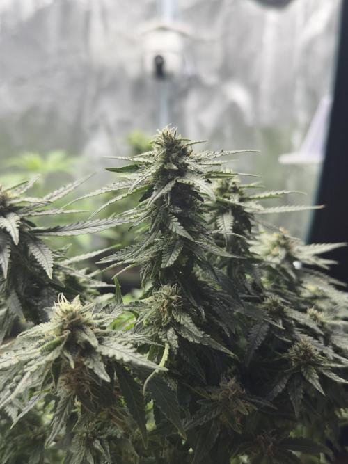 PinhaColada. Week 19