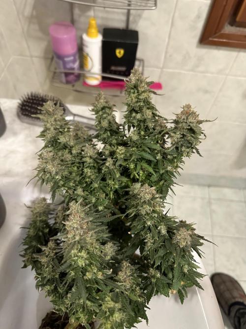 PinhaColada. Week 19