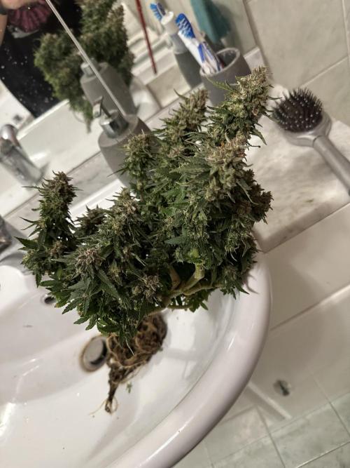 PinhaColada. Week 19