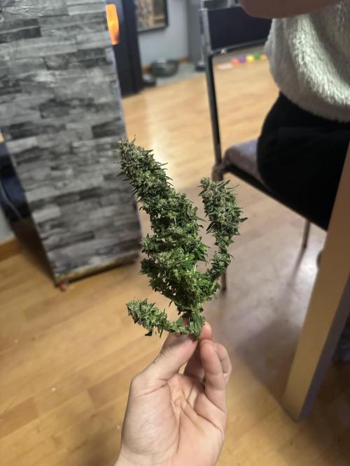 PinhaColada. Week 19