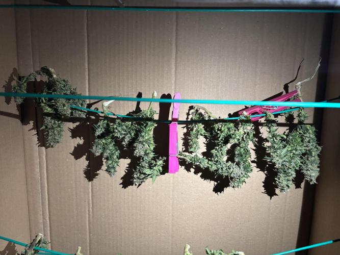 PinhaColada. Week 19