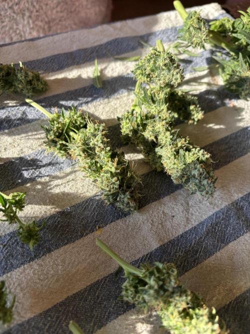 Two pink ladies. Week 17