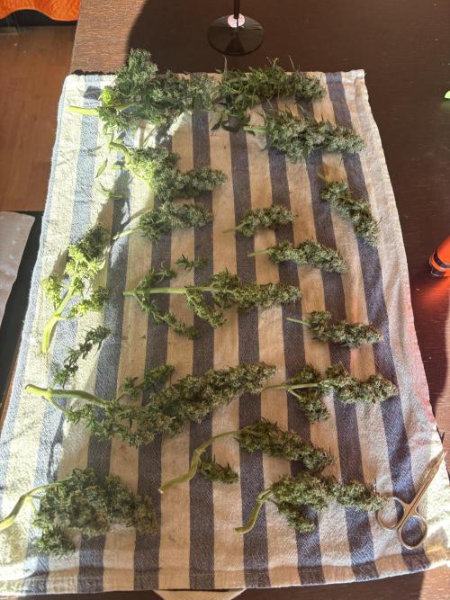 Two pink ladies. Week 17