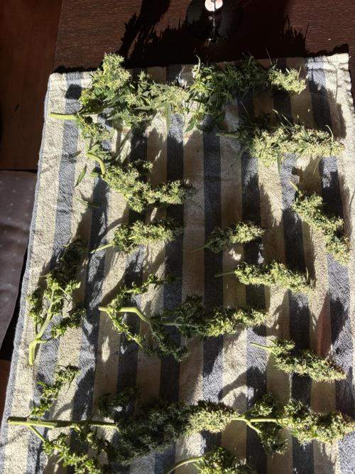 Two pink ladies. Week 17