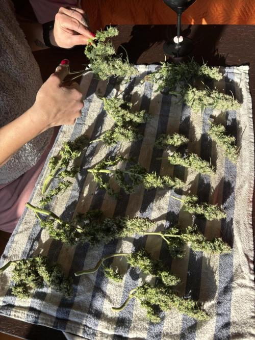 Two pink ladies. Week 17