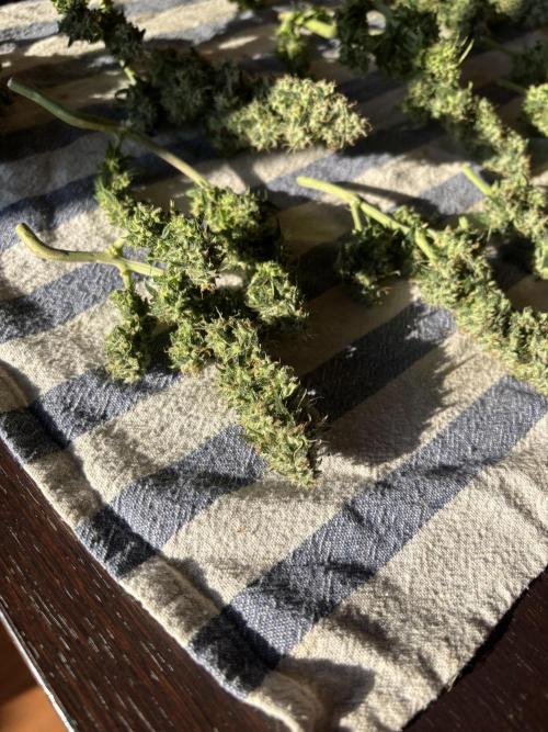 Two pink ladies. Week 17